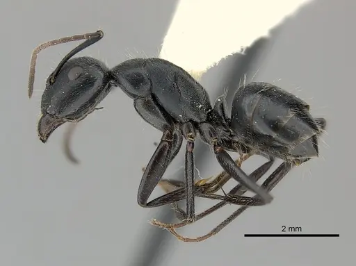 Camponotus distinguendus specimen CASENT0217641 image casent0217641_3