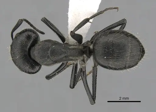 Camponotus distinguendus specimen CASENT0280065 image casent0280065_1