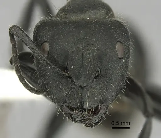 Camponotus distinguendus specimen CASENT0280065 image casent0280065_2