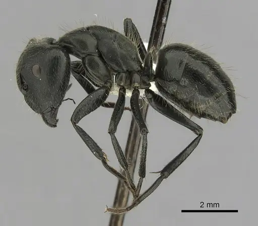 Camponotus distinguendus specimen CASENT0280065 image casent0280065_3