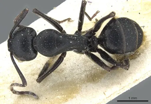 Camponotus distinguendus specimen CASENT0905205 image casent0905205_1