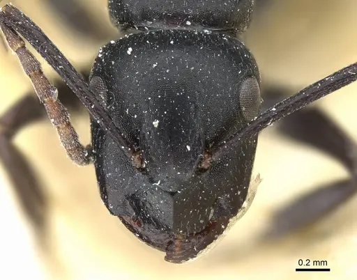 Camponotus distinguendus specimen CASENT0905205 image casent0905205_2