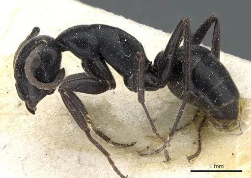 Camponotus distinguendus specimen CASENT0905205 image casent0905205_3