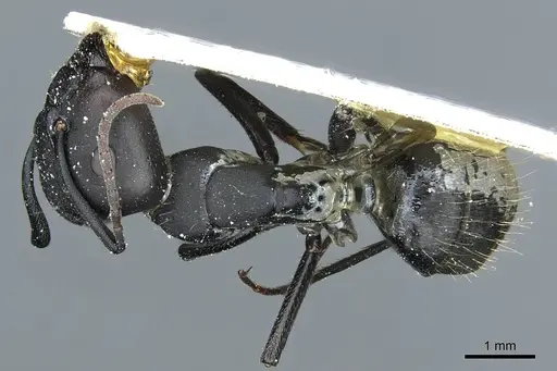 Camponotus distinguendus specimen CASENT0911937 image casent0911937_1