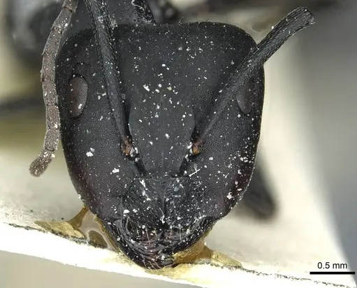 Camponotus distinguendus specimen CASENT0911937 image casent0911937_2