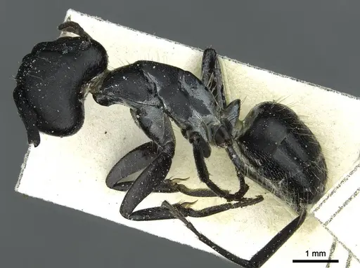 Camponotus distinguendus specimen CASENT0911937 image casent0911937_3