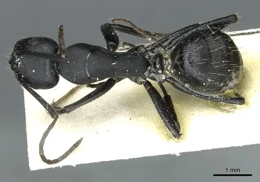 Camponotus distinguendus specimen CASENT0911938 image casent0911938_1