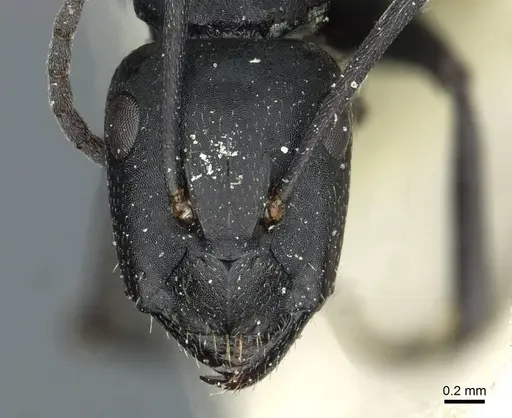 Camponotus distinguendus specimen CASENT0911938 image casent0911938_2