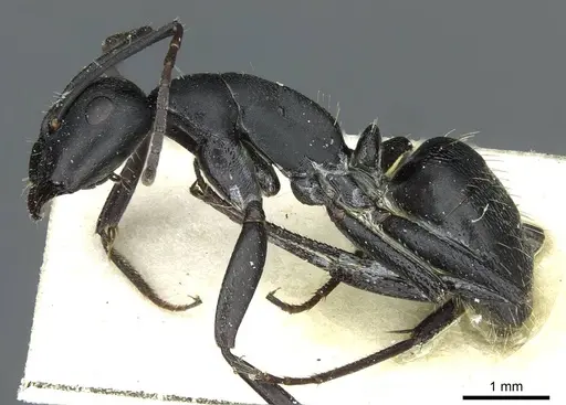 Camponotus distinguendus specimen CASENT0911938 image casent0911938_3