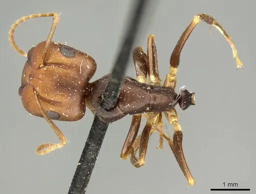 Camponotus divergens specimen CASENT0915793 image casent0915793_1