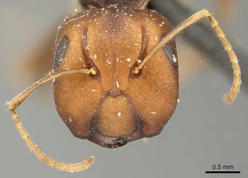 Camponotus divergens specimen CASENT0915793 image casent0915793_2