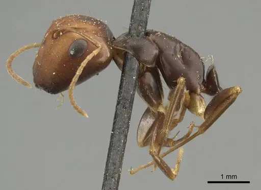 Camponotus divergens specimen CASENT0915793 image casent0915793_3