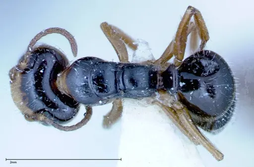 Camponotus dolabratus specimen FOCOL0118-1 image focol0118-1_1