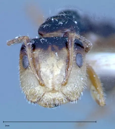 Camponotus dolabratus specimen FOCOL0118-1 image focol0118-1_2