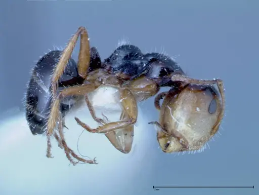 Camponotus dolabratus specimen FOCOL0118-1 image focol0118-1_3