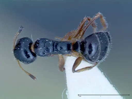 Camponotus dolabratus specimen FOCOL0118-2 image focol0118-2_1