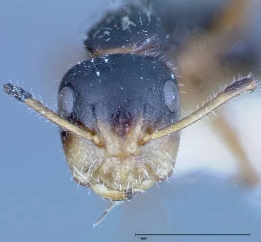 Camponotus dolabratus specimen FOCOL0118-2 image focol0118-2_2