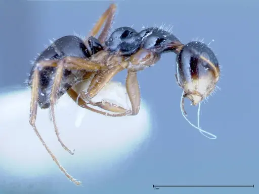 Camponotus dolabratus specimen FOCOL0118-2 image focol0118-2_3