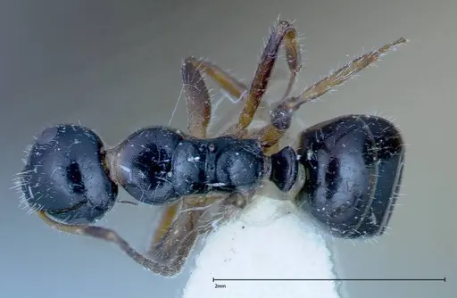 Camponotus dolabratus specimen FOCOL0118-3 image focol0118-3_1