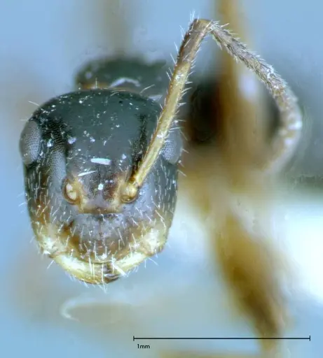 Camponotus dolabratus specimen FOCOL0118-3 image focol0118-3_2