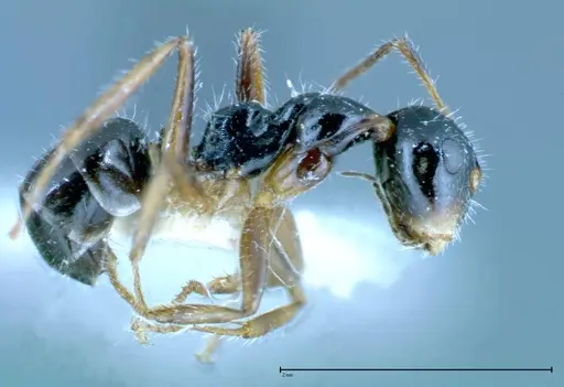Camponotus dolabratus specimen FOCOL0118-3 image focol0118-3_3