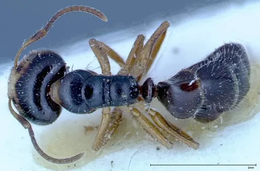 Camponotus dolabratus specimen FOCOL0119 image focol0119_1