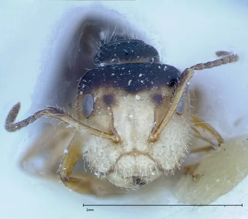 Camponotus dolabratus specimen FOCOL0119 image focol0119_2