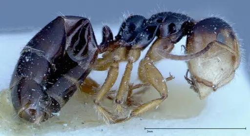 Camponotus dolabratus specimen FOCOL0119 image focol0119_3
