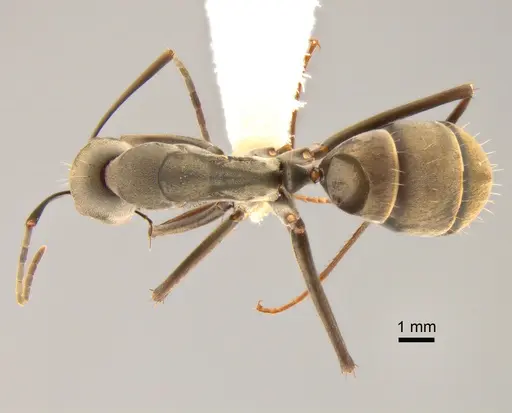 Camponotus dolendus specimen CASENT0882203 image casent0882203_1