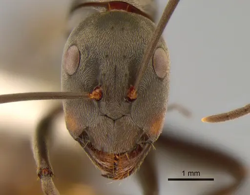 Camponotus dolendus specimen CASENT0882203 image casent0882203_2