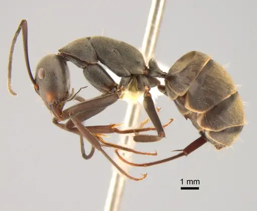 Camponotus dolendus specimen CASENT0882203 image casent0882203_3