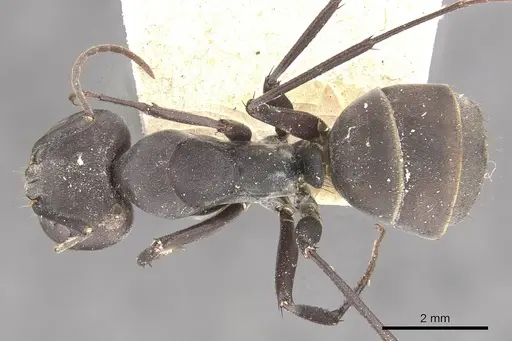 Camponotus dolendus specimen CASENT0910327 image casent0910327_1