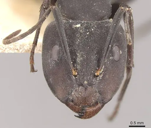 Camponotus dolendus specimen CASENT0910327 image casent0910327_2