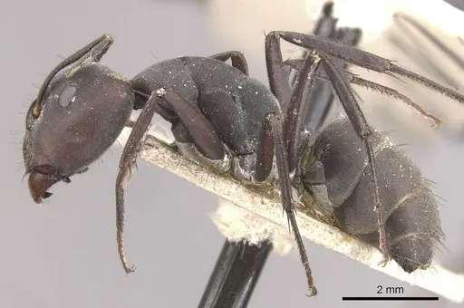 Camponotus dolendus specimen CASENT0910327 image casent0910327_3