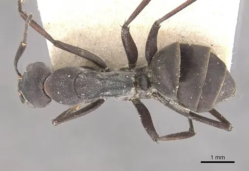 Camponotus dolendus specimen CASENT0910328 image casent0910328_1
