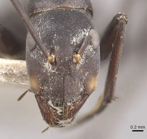 Camponotus dolendus specimen CASENT0910328 image casent0910328_2
