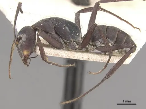 Camponotus dolendus specimen CASENT0910328 image casent0910328_3