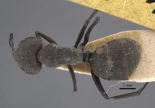 Camponotus dolendus specimen CASENT0917856 image casent0917856_1