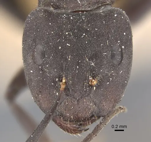 Camponotus dolendus specimen CASENT0917856 image casent0917856_2