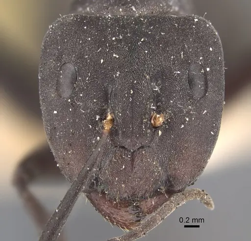 Camponotus dolendus specimen CASENT0917856 image casent0917856_3