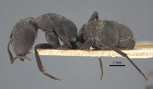 Camponotus dolendus specimen CASENT0917856 image casent0917856_4
