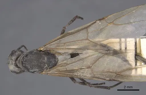 Camponotus dolendus specimen CASENT0917857 image casent0917857_1