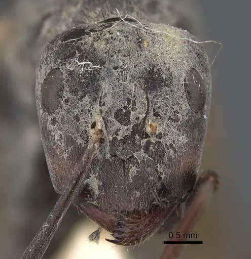 Camponotus dolendus specimen CASENT0917857 image casent0917857_2