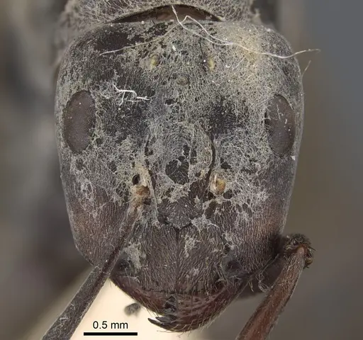 Camponotus dolendus specimen CASENT0917857 image casent0917857_3