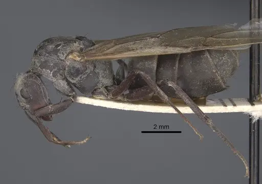 Camponotus dolendus specimen CASENT0917857 image casent0917857_4