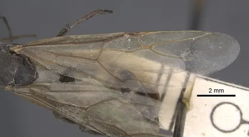 Camponotus dolendus specimen CASENT0917857 image casent0917857_5