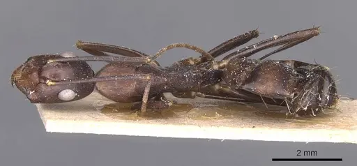 Camponotus donisthorpei specimen CASENT0905245 image casent0905245_1