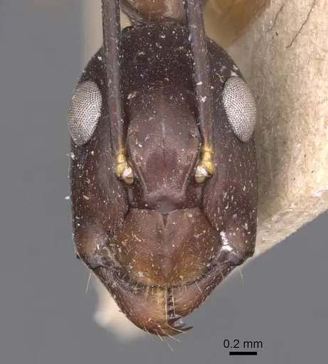 Camponotus donisthorpei specimen CASENT0905245 image casent0905245_2