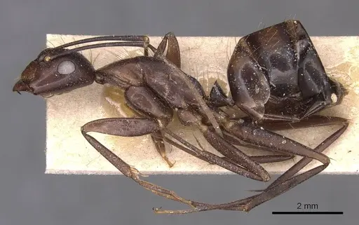 Camponotus donisthorpei specimen CASENT0905245 image casent0905245_3