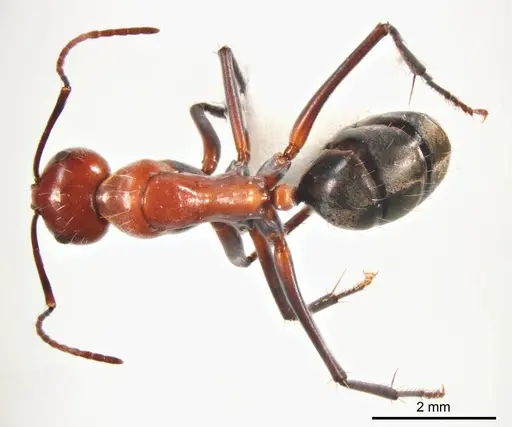 Camponotus donnellani specimen ANTWEB1008617 image antweb1008617_1